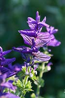Salvia viridis  'Oxford Blue' - Annual Clary Sage 