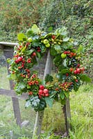 An Autumnal Berry wreath featuring Wild Crab Apples, Hawthorn - Crataegus, Sloe berries - Prunus spinosa, Rose hips, English Oak - Quercus robur and Crocosmia seed heads