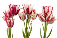 Tulipa 'Flaming Club', Single Late Group  Multi-headed variety 