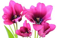 Tulipa 'Night Club' - Single Late Group Multi-headed variety
