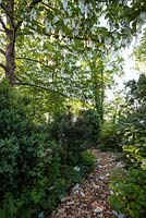 Bark path leading through spring woodland with Davidia involucrata - May, Scalabrin Laube Garten, Switzerland