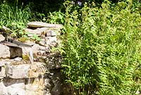 Water feature with Osmunda regalis - May, Scalabrin Laube Garten, Switzerland