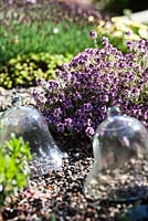 Thymus vulgaris and glass cloches in a scree bed - May, Scalabrin Laube Garten, Switzerland