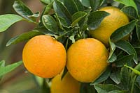 Citrus sinensis - a sweet orange variety. Piante Faro, Sicily