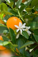 Citrus mitis - musk lime, panama orange, calamondin orange. Piante Faro, Sicily