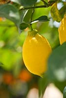 Citrus limon. Piante Faro, Sicily