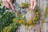 Using secateurs to remove sharp thorns from pyracantha stems 