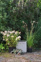 Ingredients required to plant up an autumnal pot featuring Ajuga reptans 'Burgundy Glow', Pennisetum massaicum 'Red Bunny Tails', Hydrangea paniculata 'Grandiflora' and variegated ivy