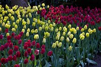 Tulipa 'Red Springgreen', 'Yellow Springgreen'