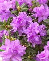 Rhododendron impeditum 'Luisella'