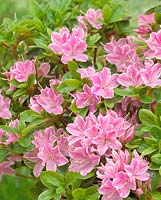 Rhododendron Kermesina Rose 