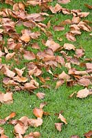 Beech leaves awaiting autumn clear up - Fagus sylvatica