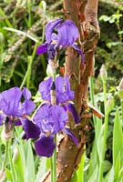 Iris Reminiscence underplanting Acer griseum