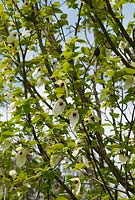 Davidia involucrata - Handkerchief tree
