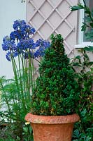 Simple box cone topiary in terracotta pot with blue Agapanthus.