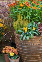 An autumnal container featuring Cheiranthus 'Sugar Rush Orange', Heuchera 'Blondie' Little Cuties series, Erica sparsa, Carex 'Prairie Sky' and Helenium mexicanum 'Poncho'