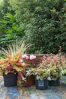 Golden autumnal pot with Heuchera 'Marmalade', Carex trifida 'Rekohu Sunrise', Ajuga reptans 'Burgundy Glow', Abelia x grandiflora and Cyclamen