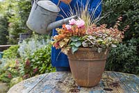 Watering autumnal pot planted with Heuchera 'Marmalade', Carex trifida 'Rekohu Sunrise', Ajuga reptans 'Burgundy Glow', Abelia x grandiflora and Cyclamen