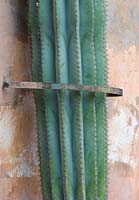 Cactus held to wall by metal ring 