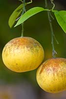 Citrus paradisi marsh seedless variety of grapefruit. La Case Biviere, Near Lentini, Sicily
