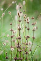 Phlomis and Pennisetum 'Red Buttons' seedheads - August