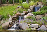 Manmade cascading waterfall and pond with Pontederia cordata - Pickerel weed bordered by purple Geranium 'Rozanne' and white Lysimachia clethroides - Gooseneck Loosestrife flowers in backyard garden in summer