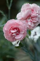 Dianthus 'Doris' pink and darker red flowers scented 
