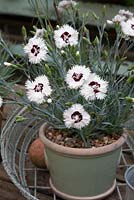 Dianthus 'Stargazer' - Single fringed white blooms with a deep maroon eye scented hardy evergreen perennial growing in Kew gardens RHS glazed pot gravel as mulch around base of plant wire basket on table June