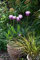 Tulipa 'Cummins' - fringed variety growing in large terracotta pot, May