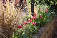 Tulipa viridiflora 'Dolls Minuet' growing in a raised bed in the front garden with Stipa arundinacea and Helictotrichon sempervirens 