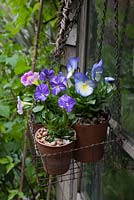 Viola 'Columbine', Viola 'Blue Moon' and Petunia in small terracotta pots, summer. Scented pansies in wire basket hung on shed door with gravel as mulch, May