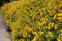 Lantana camara growing as a hedge in Brisbane, Queensland, Australia. Drought and heat tolerant perennial