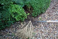 Removing diseased Buxus sempervirens - Digging out with spade. 