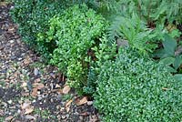 Buxus sempervirens hedging showing newly replaced section