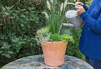Watering freshly planted container featuring Pennisetum alopecuroides 'Hameln', Festuca glauca, Thymus x citriodorus 'Archer's Gold' and Thymus vulgaris 'Silver Posie'