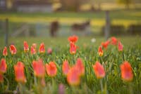 Tulipa 'Orange Emperor' fosteriana group. Farrington's Farm, Somerset 
