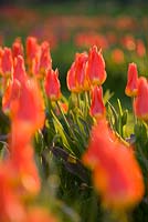 Tulipa 'Orange Emperor' fosteriana group which flowers early to late april and is fantastic for cutting. Farrington's Farm, Somerset 
