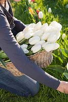 Girl holding a basket of freshly picked single late white Tulipa 'Maureen', a good tulip for cutting and strong enough to grow through grass. Farrington's Farm, Somerset 