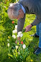 Man picking single late white tulipa 'Maureen', a good tulip for cutting and strong enough to grow through grass, planted in rows. Farrington's Farm, Somerset 
