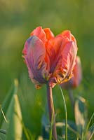 Tulipa 'Prinses Irene' - parrot tulip. Farrington's Farm, Somerset 