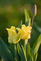 Tulipa 'Yellow Crown' - lily-flowered tulip. Farrington's Farm, Somerset 