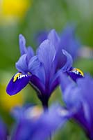 Iris reticulata 'Rhapsody'. Jacques Amand, Middlesex