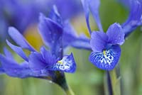 Iris histrioides 'Lady Beatrix Stanley'. Jacques Amand, Middlesex