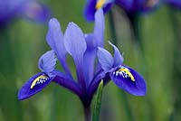 Iris reticulata 'Joyce'. Jacques Amand, Middlesex