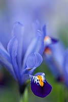 Iris reticulata 'Cantab'. Jacques Amand, Middlesex