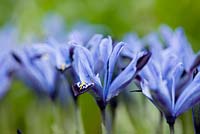 Iris reticulata 'Halkis'. Jacques Amand, Middlesex