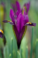 Iris reticulata 'J S Dijt'. Jacques Amand, Middlesex