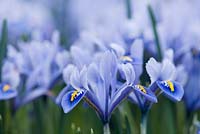 Iris reticulata 'Gordon'. Jacques Amand, Middlesex
