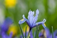 Iris reticulata 'Kuh - e - abr' - discovered in Iran in 1977. Jacques Amand, Middlesex