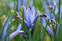 Iris reticulata 'Clairette'. Jacques Amand, Middlesex